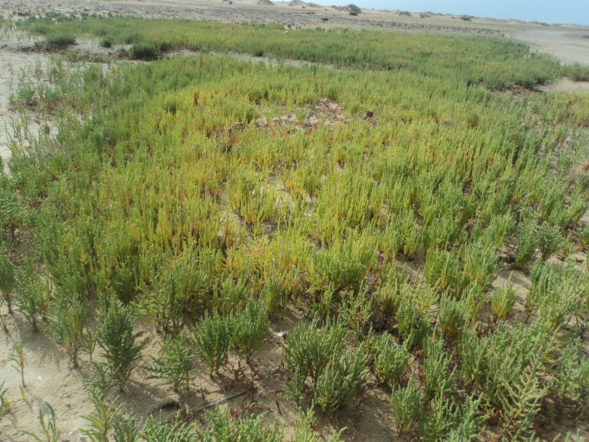 Salicornia brachiata Roxb.